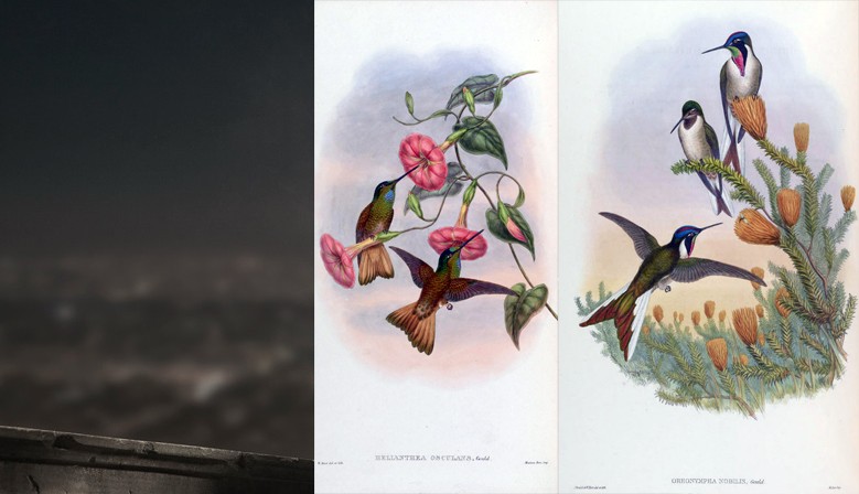Humming-birds